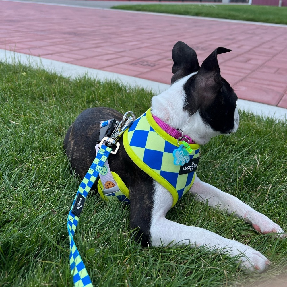 Reversible harness and leash set